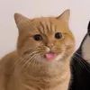 awn396