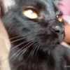 xsafro7