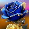 ahmedhussan5989