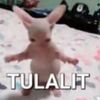 gizxx_mv