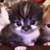 mayaihaveacookie