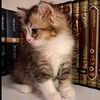 الموحدة |١٤٢٧ه‍ 📚