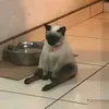 cauancut0
