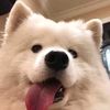 pet