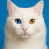 cikmeowyen