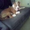 dracoxlbully