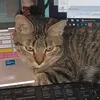 enzoredbendesa