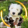 bleu.english.sheepdog