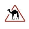 roaming_camel