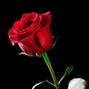 sylvanna_m37