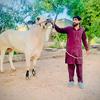 malik_awan_catel_farm