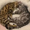 my.bengal.december