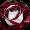nabihabensalem72