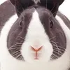 loljotyo