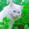shaheen_editz07