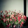 springypinky