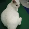 pipitosos