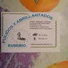 eusebioosa