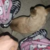 masoxka