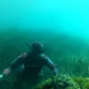 franfersub
