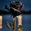 flowerlover_2004