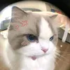 cheee_888