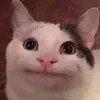 Bán đc 10k đơn thì đổi tên🍇
