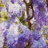 winterwisteria365