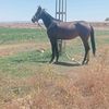 djoudi611