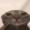 omarsadqa