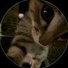 bian_lu7