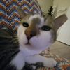 ari_mighty_mouse