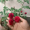 resma.begum90