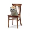 chair.the.cat