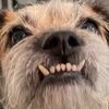 meatpoppet