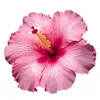 sweetpeony04