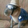 capybaragod07