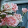 the_smell_of_roses