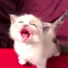 canhcutvungnongg