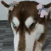 noinarmanae