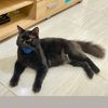 kuroandtheclan7
