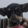 cachorrinha.meuamormeg