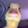 toasti_julia