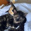 pixie_and_tilly
