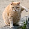 usernamo46_