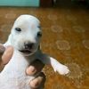 puppers.org1
