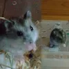 georgeepompom