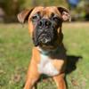 baxtertheboxer1