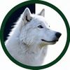 echowolf29