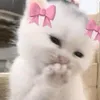 ️คє๔เՇร